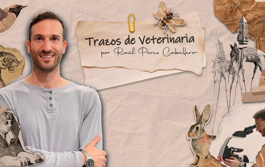 Trazos de veterinaria 2 - Balto y la carrera del suero