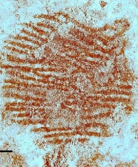 Localizada la huella dactilar más antigua del mundo