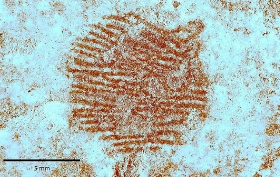 Localizada la huella dactilar más antigua del mundo