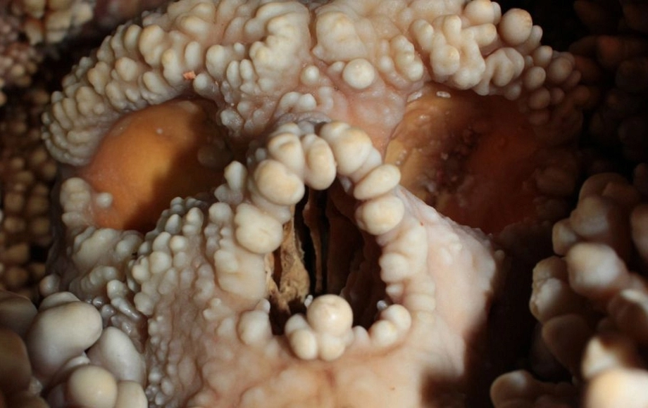 Morfología facial de un neandertal